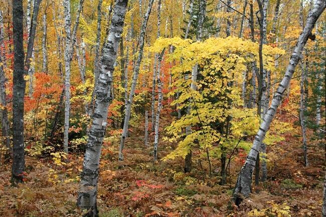 Paesaggio boschivo autunnale di betulle con foglie dorate e arancioni