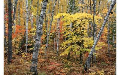 Paesaggio boschivo autunnale di betulle con foglie dorate e arancioni