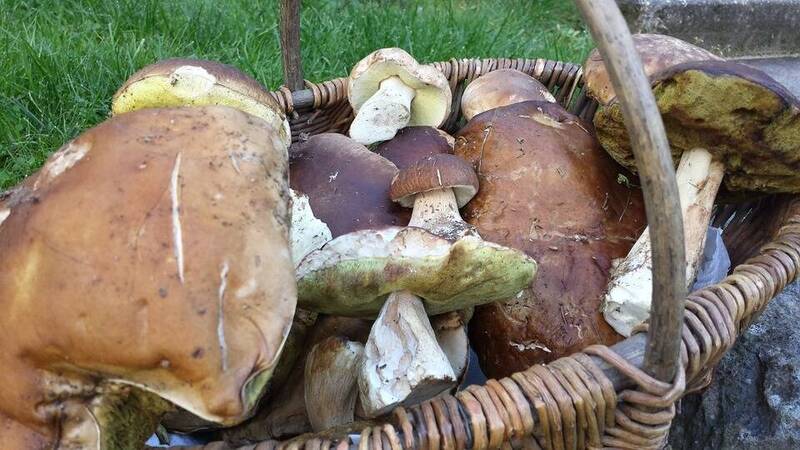 cestino pieno di funghi porcini